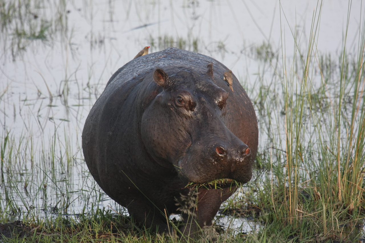 [27755] 2016_07_02_02_48_53_Africa_Canon_EOS_40D_IMG__00263.jpg