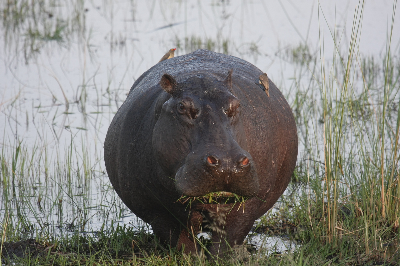 [27760] 2016_07_02_02_48_53_Africa_Canon_EOS_40D_IMG__12252.jpg