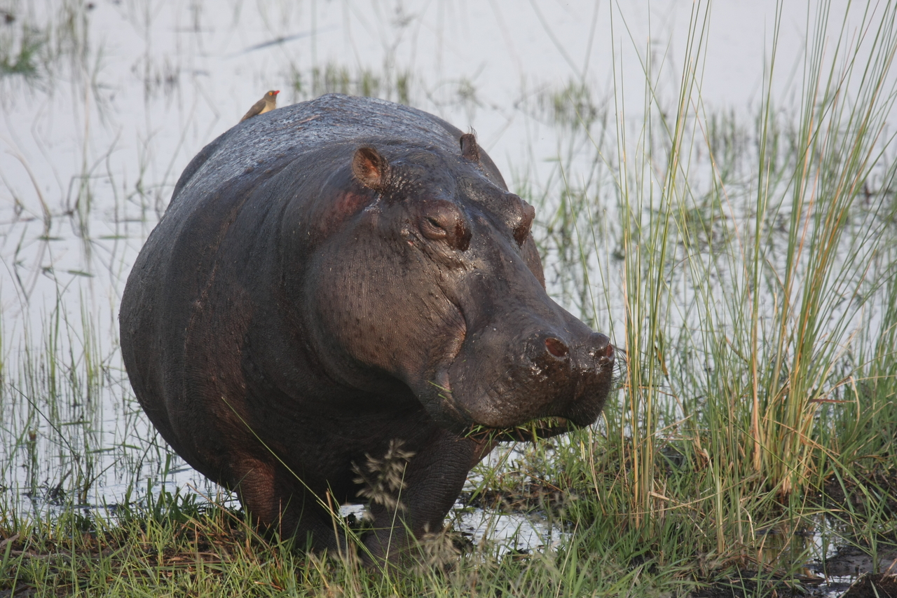 [27766] 2016_07_02_02_48_54_Africa_Canon_EOS_40D_IMG__04808.jpg