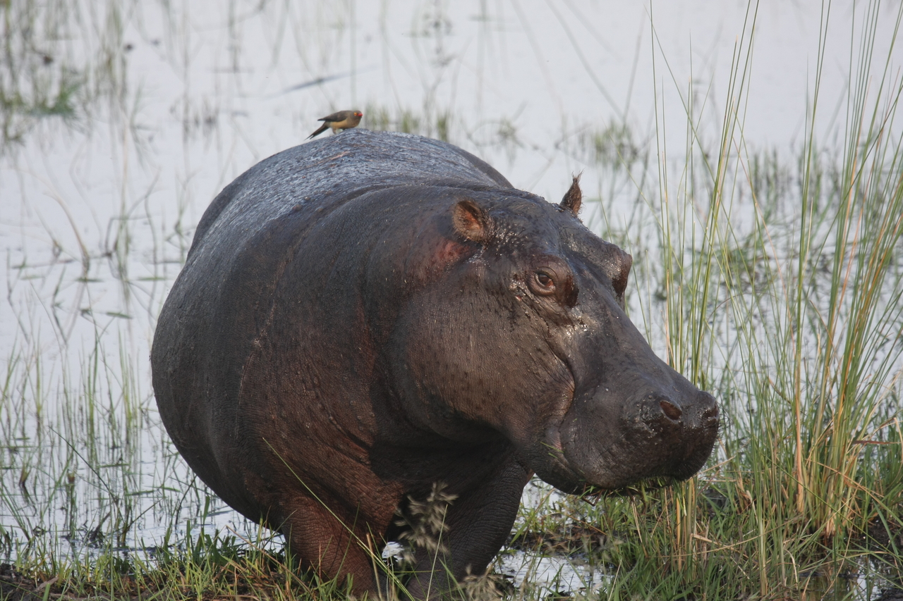 [27775] 2016_07_02_02_48_56_Africa_Canon_EOS_40D_IMG__04813.jpg