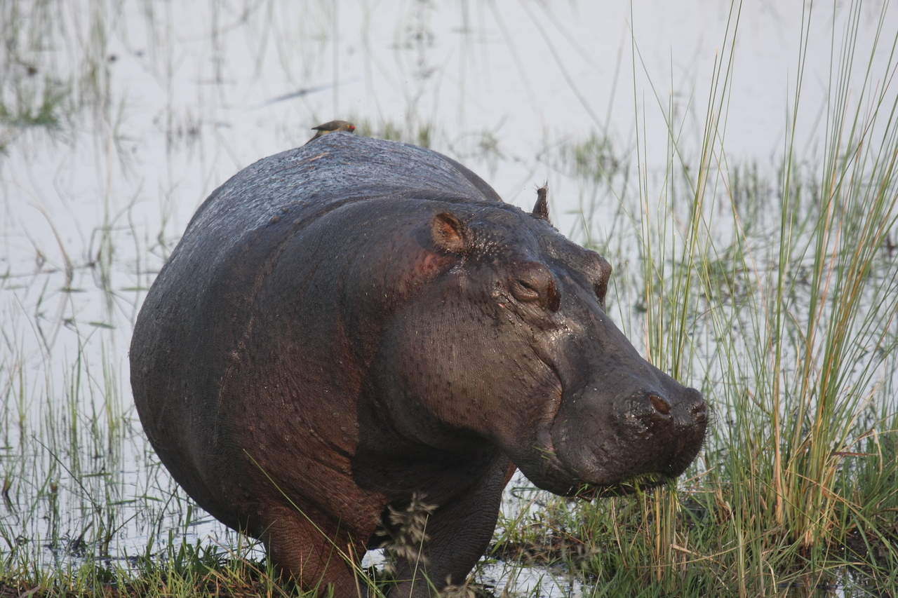 [27776] 2016_07_02_02_48_56_Africa_Canon_EOS_40D_IMG__12259.jpg