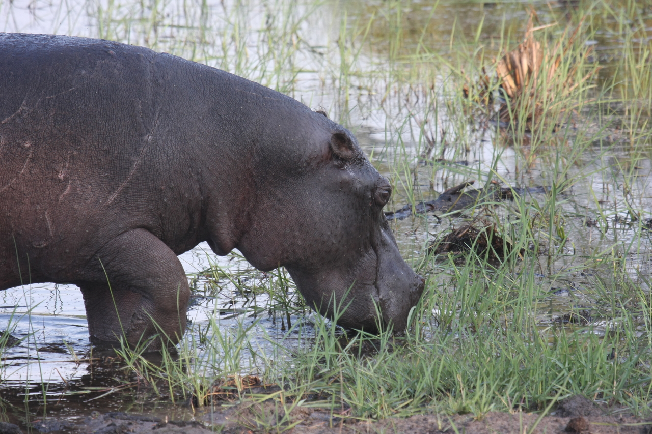 [27779] 2016_07_02_02_49_16_Africa_Canon_EOS_40D_IMG__00272.jpg
