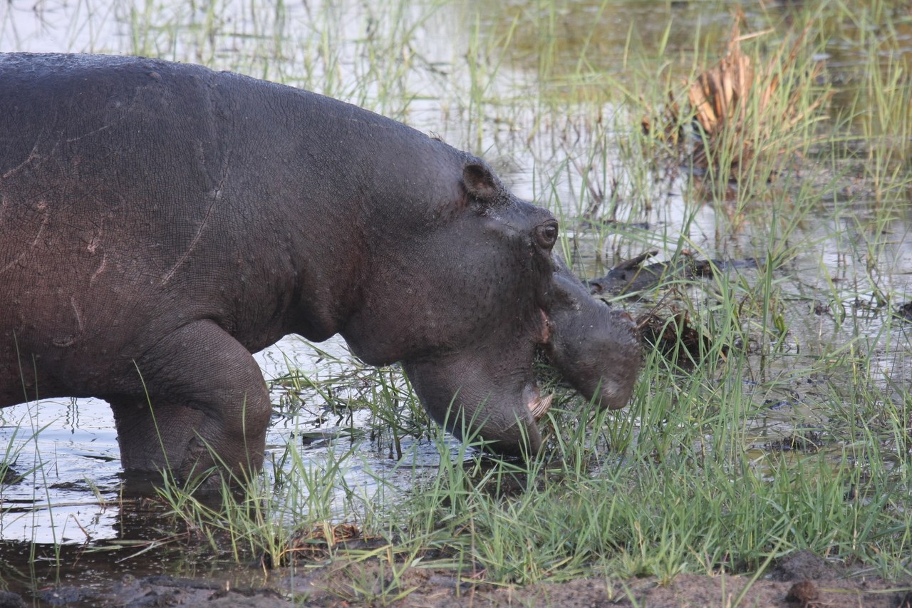 [27780] 2016_07_02_02_49_16_Africa_Canon_EOS_40D_IMG__00273.jpg