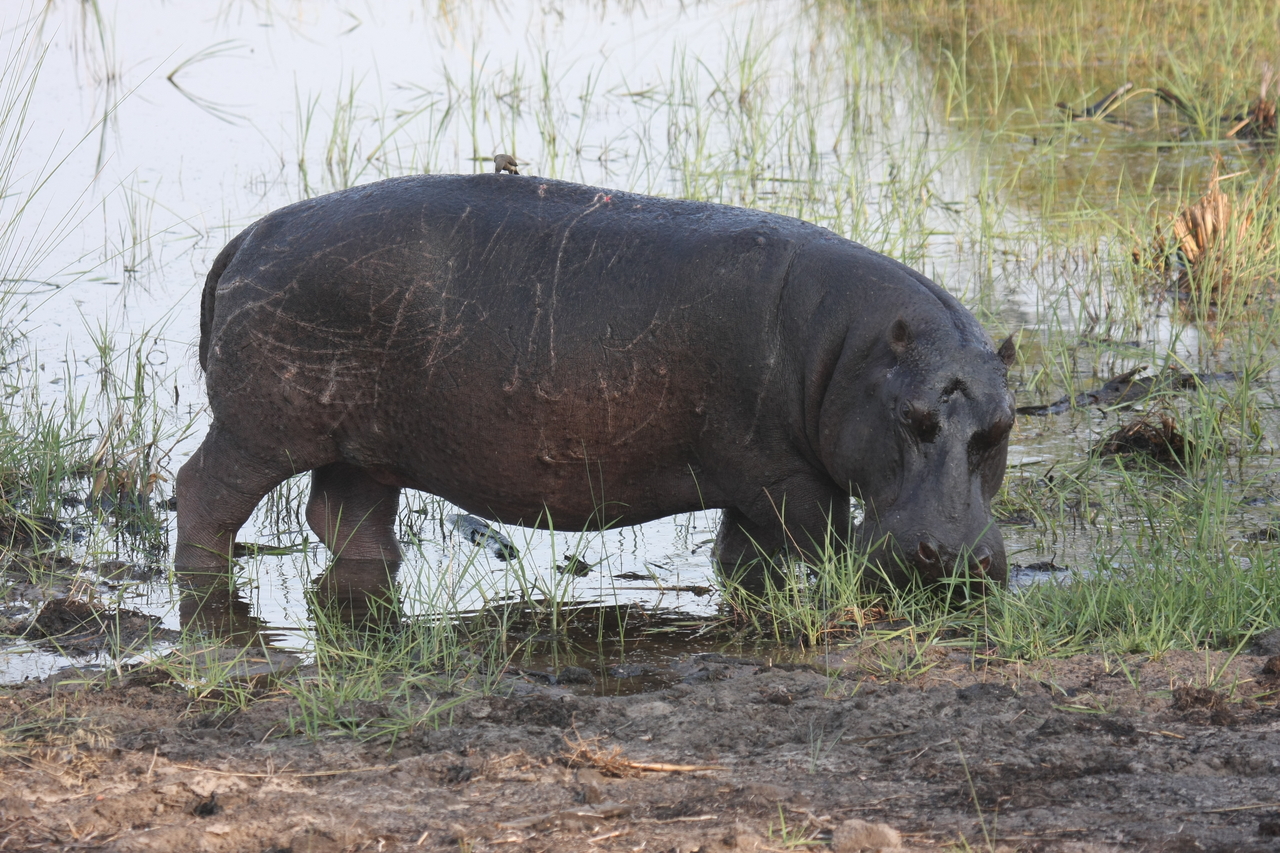 [27796] 2016_07_02_02_49_24_Africa_Canon_EOS_40D_IMG__00278.jpg
