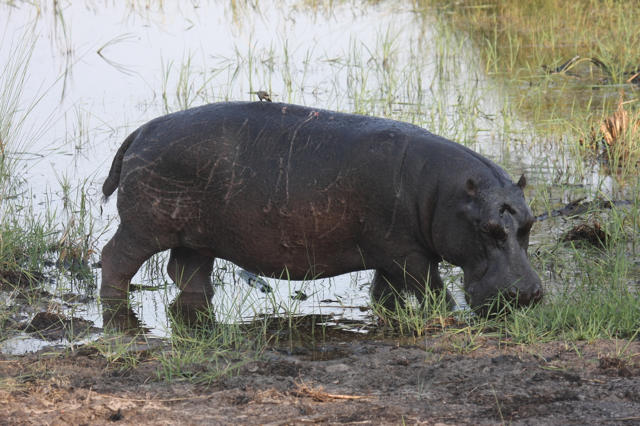 [27803] 2016_07_02_02_49_25_Africa_Canon_EOS_40D_IMG__00281.jpg