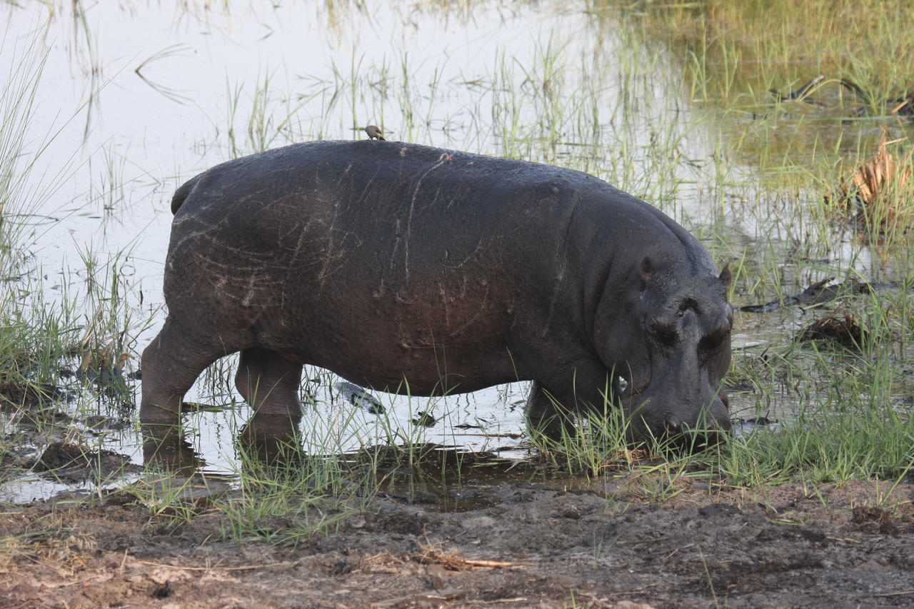 [27806] 2016_07_02_02_49_25_Africa_Canon_EOS_40D_IMG__12270.jpg