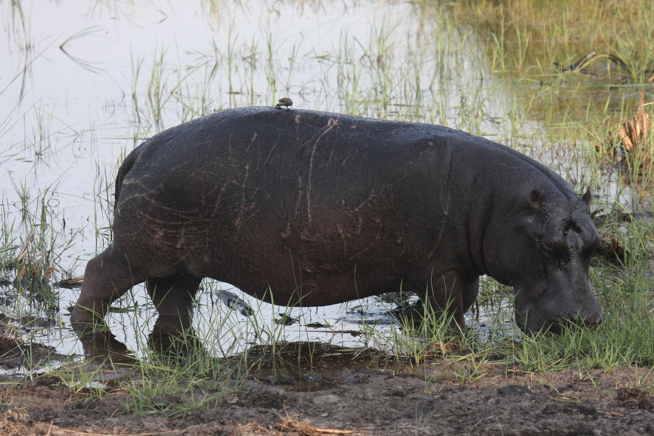 [27809] 2016_07_02_02_49_28_Africa_Canon_EOS_40D_IMG__00283.jpg
