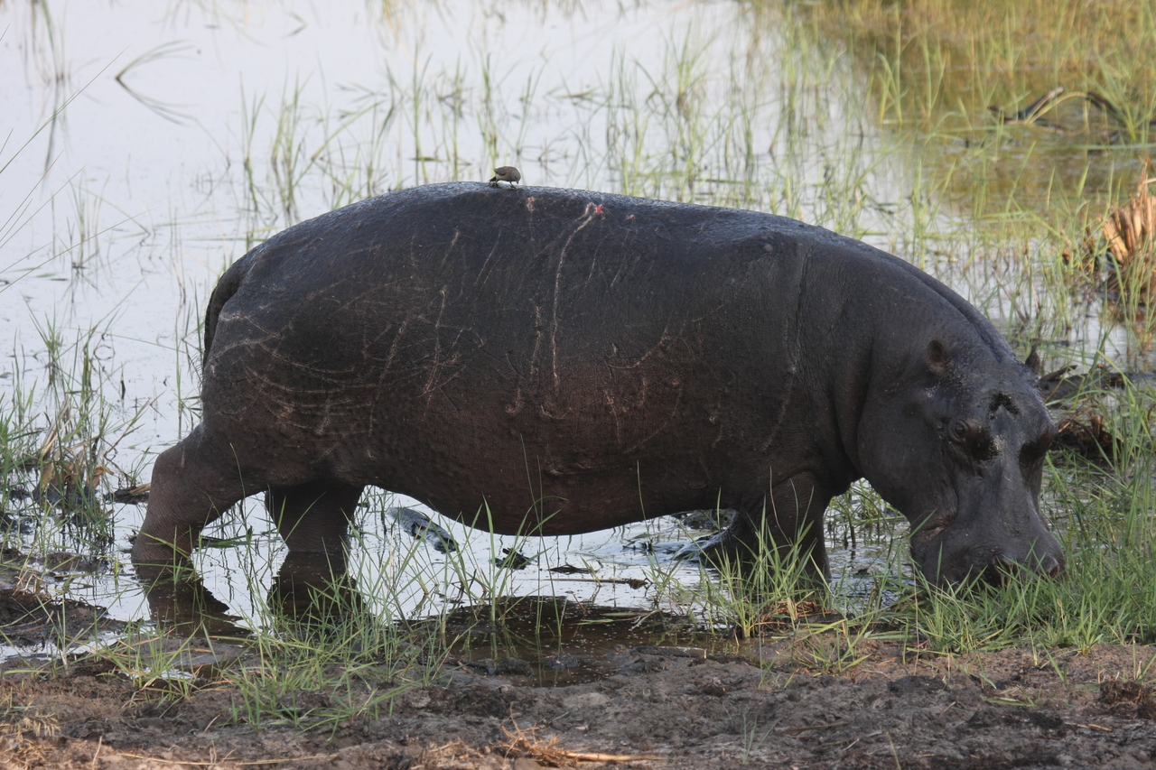[27814] 2016_07_02_02_49_28_Africa_Canon_EOS_40D_IMG__12272.jpg