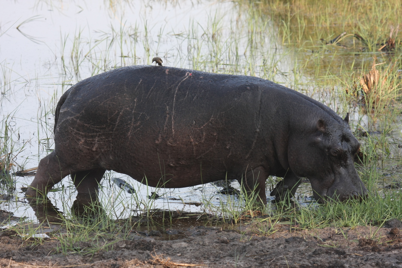 [27818] 2016_07_02_02_49_29_Africa_Canon_EOS_40D_IMG__00286.jpg