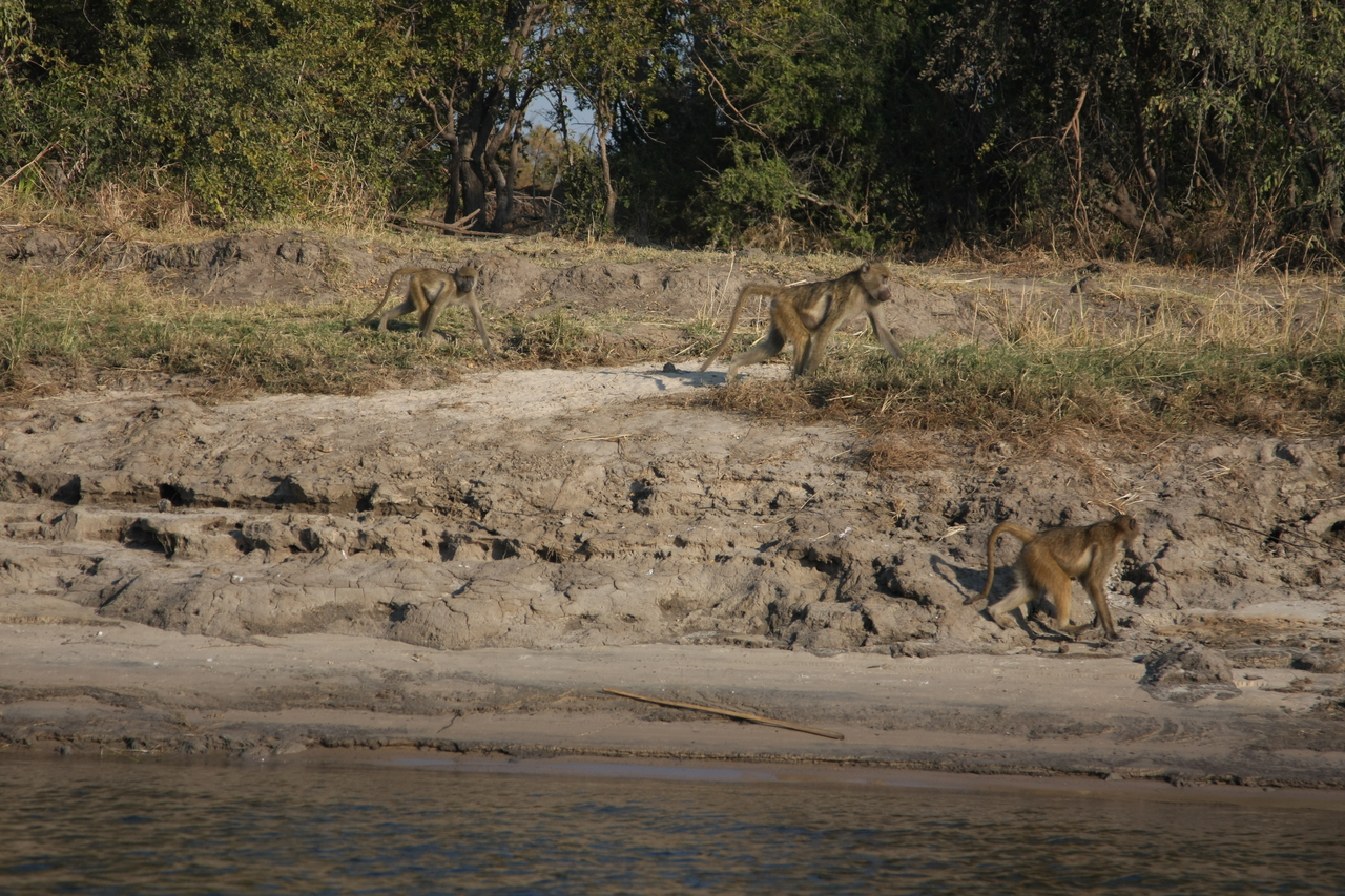 [28265] 2016_07_02_10_27_49_Africa_Canon_EOS_40D_IMG__00068.jpg