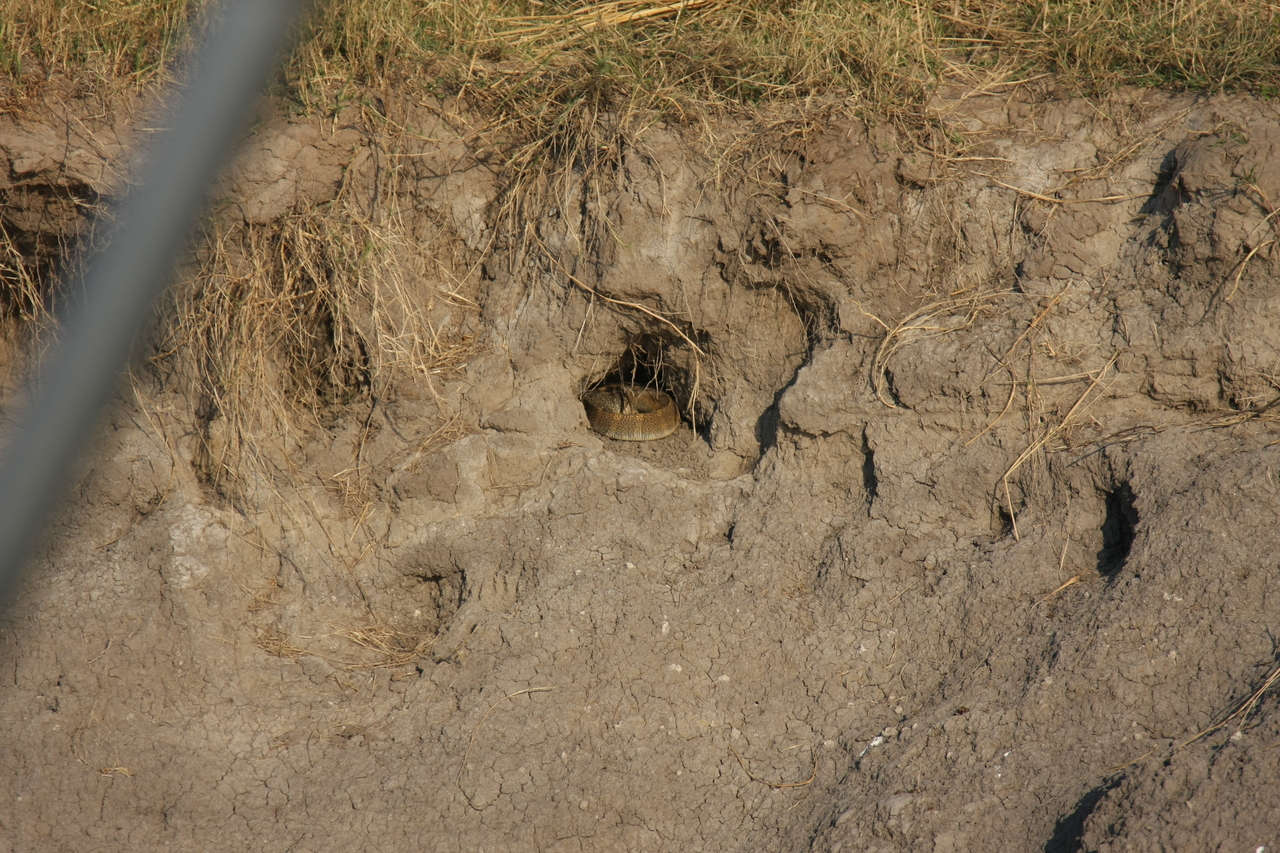 [28351] 2016_07_02_10_45_39_Africa_Canon_EOS_40D_IMG__04639.jpg