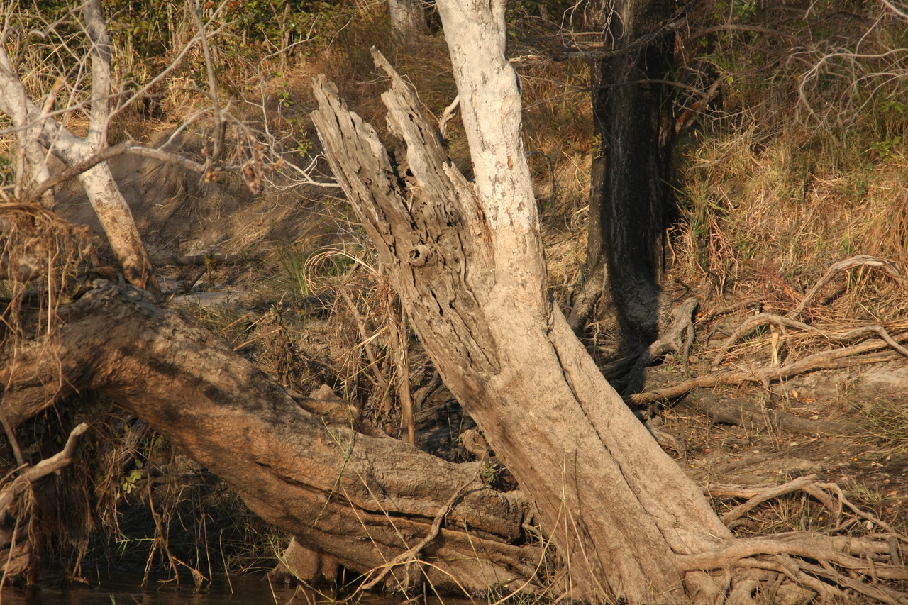 [28423] 2016_07_02_10_59_45_Africa_Canon_EOS_40D_IMG__04666.jpg