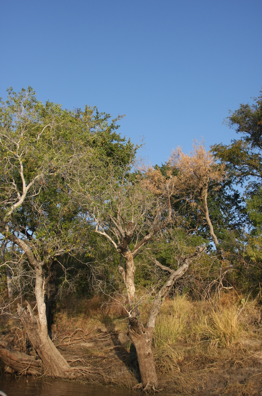 [28428] 2016_07_02_11_00_08_Africa_Canon_EOS_40D_IMG__00126.jpg