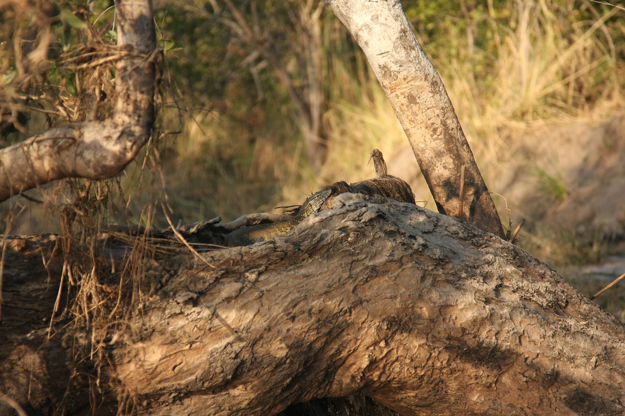 [28433] 2016_07_02_11_00_48_Africa_Canon_EOS_40D_IMG__04670.jpg