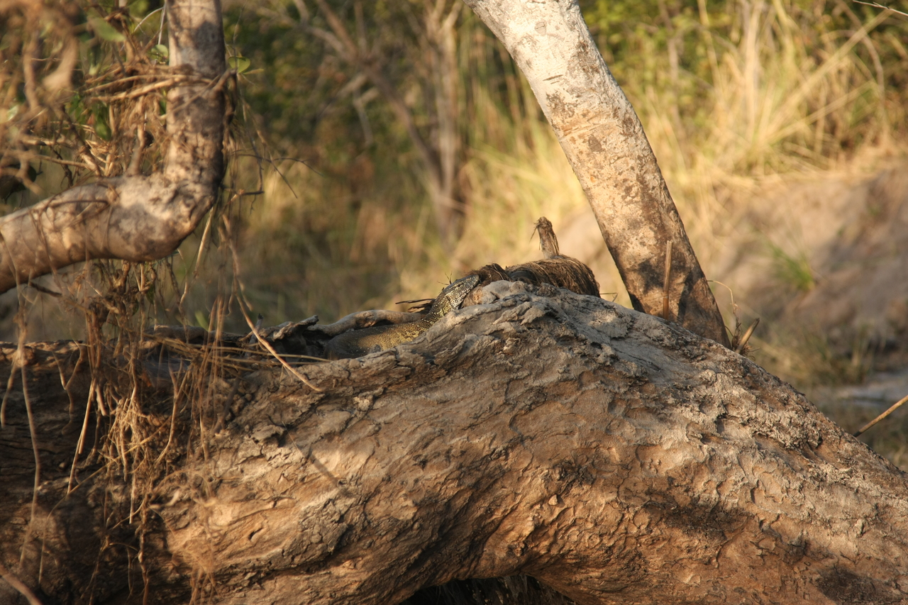 [28434] 2016_07_02_11_00_48_Africa_Canon_EOS_40D_IMG__04671.jpg