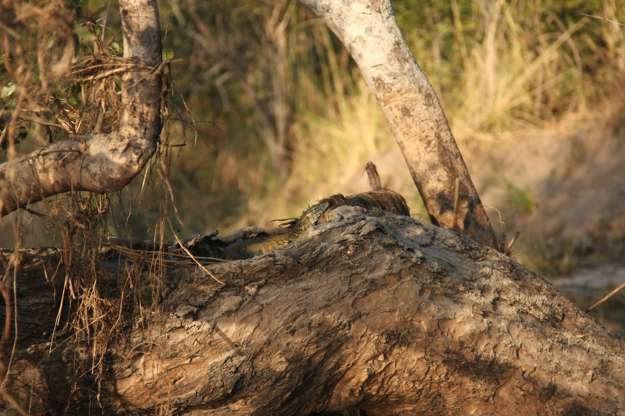 [28437] 2016_07_02_11_00_50_Africa_Canon_EOS_40D_IMG__00129.jpg