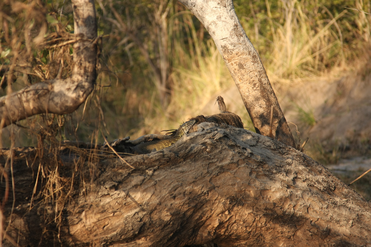 [28440] 2016_07_02_11_00_50_Africa_Canon_EOS_40D_IMG__04673.jpg