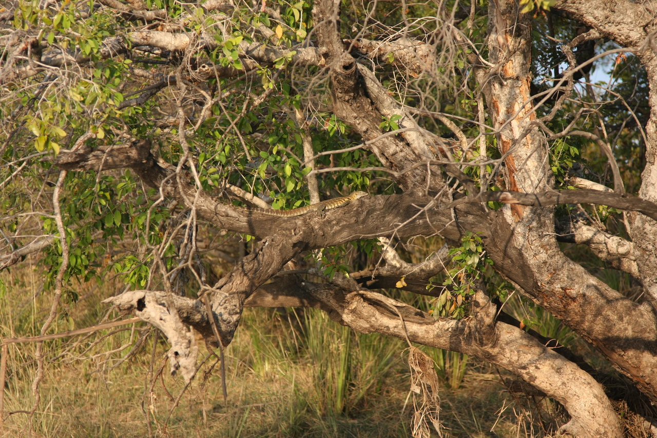 [28455] 2016_07_02_11_02_35_Africa_Canon_EOS_40D_IMG__00135.jpg