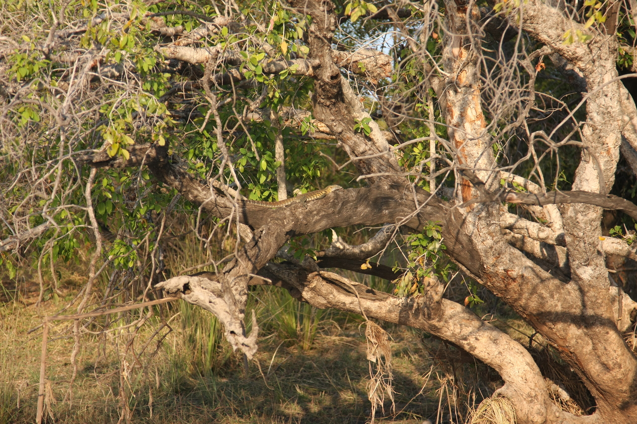 [28463] 2016_07_02_11_03_02_Africa_Canon_EOS_40D_IMG__12128.jpg