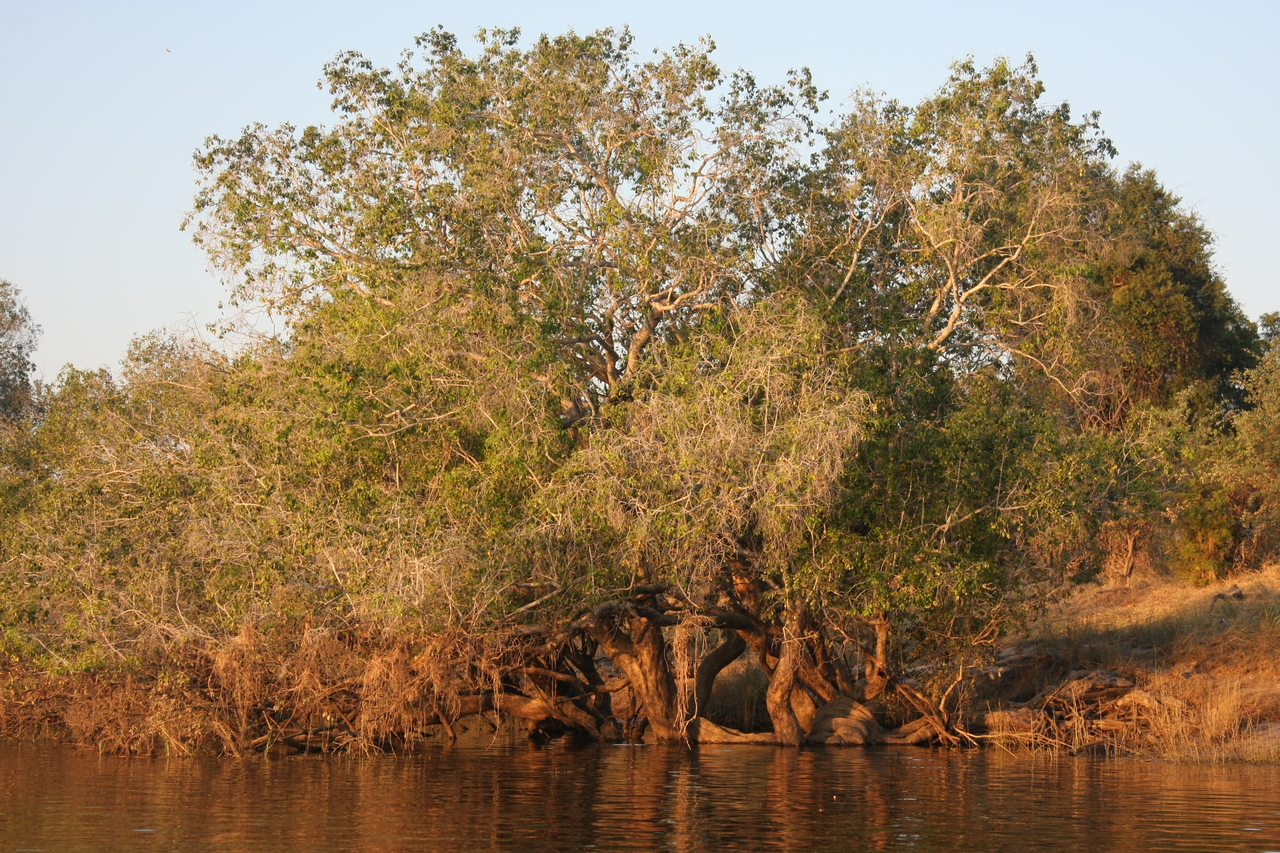 [28504] 2016_07_02_11_23_06_Africa_Canon_EOS_40D_IMG__04694.jpg