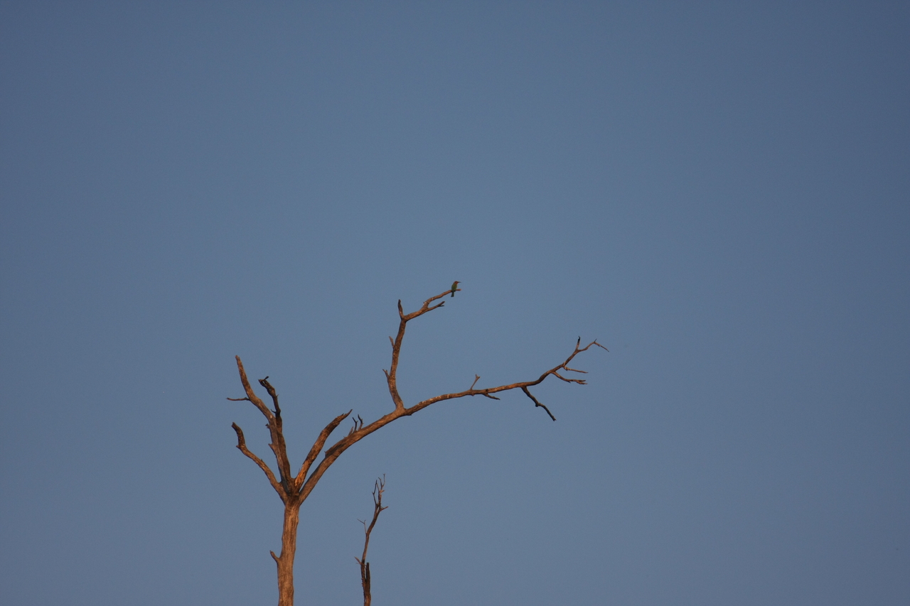 [28507] 2016_07_02_11_24_07_Africa_Canon_EOS_40D_IMG__00153.jpg