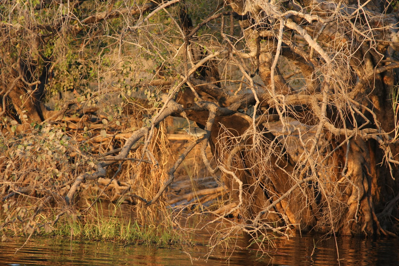 [28519] 2016_07_02_11_25_48_Africa_Canon_EOS_40D_IMG__04699.jpg