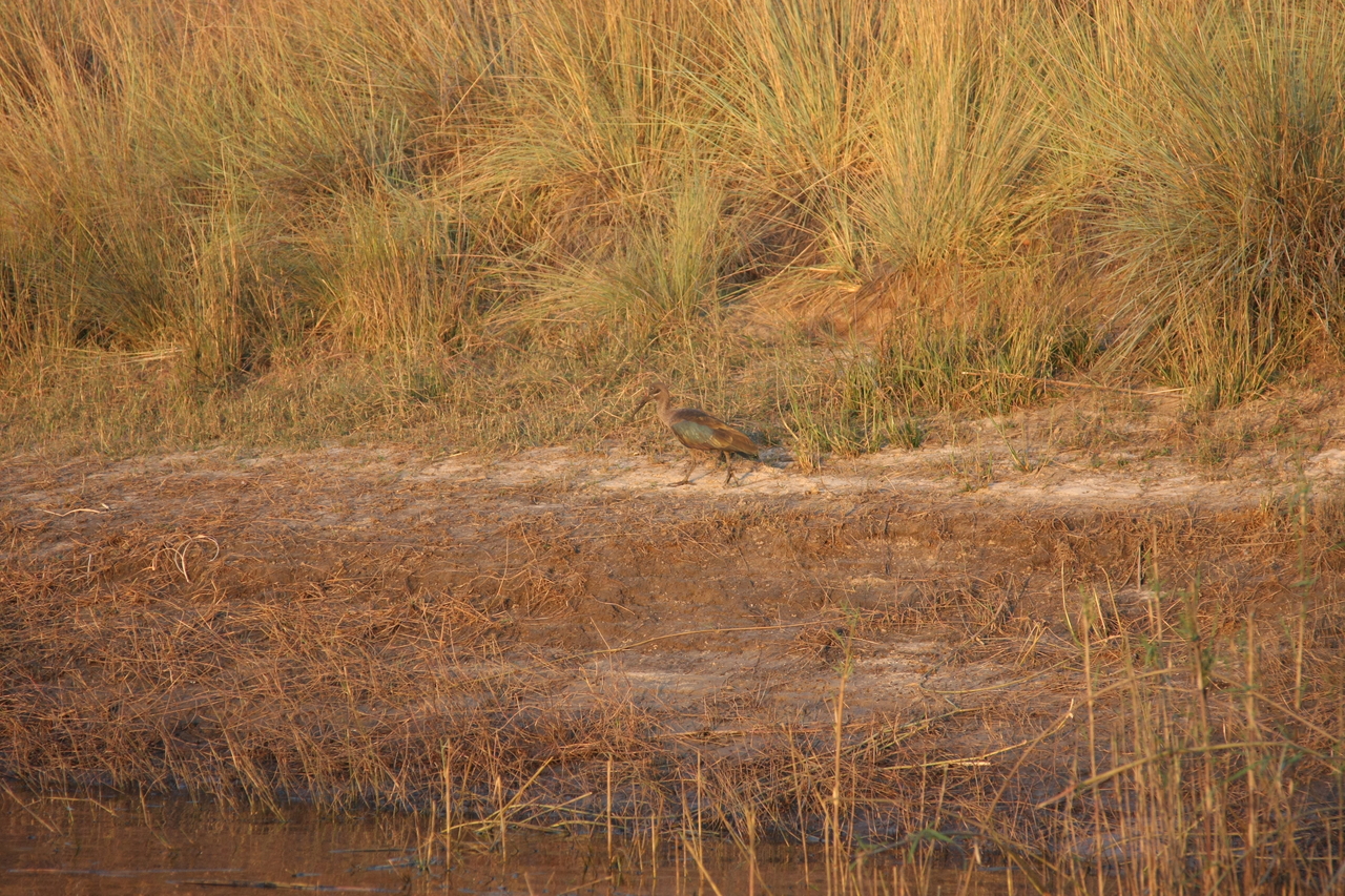 [28530] 2016_07_02_11_28_52_Africa_Canon_EOS_40D_IMG__00161.jpg