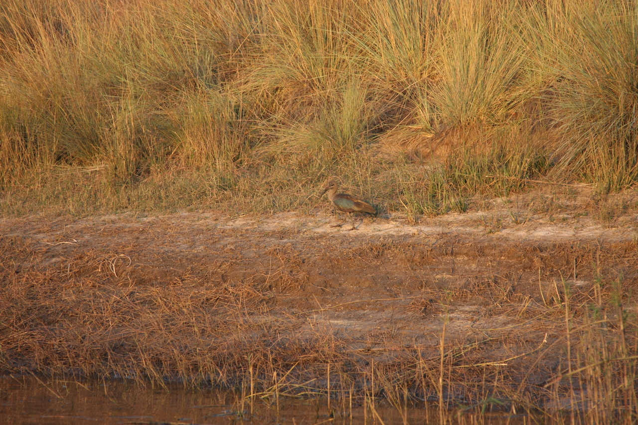 [28531] 2016_07_02_11_28_52_Africa_Canon_EOS_40D_IMG__00162.jpg