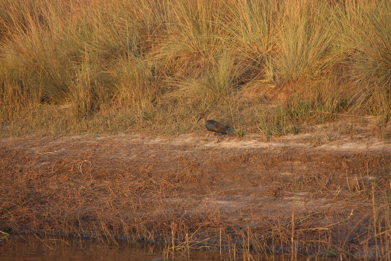 [28532] 2016_07_02_11_28_52_Africa_Canon_EOS_40D_IMG__00163.jpg