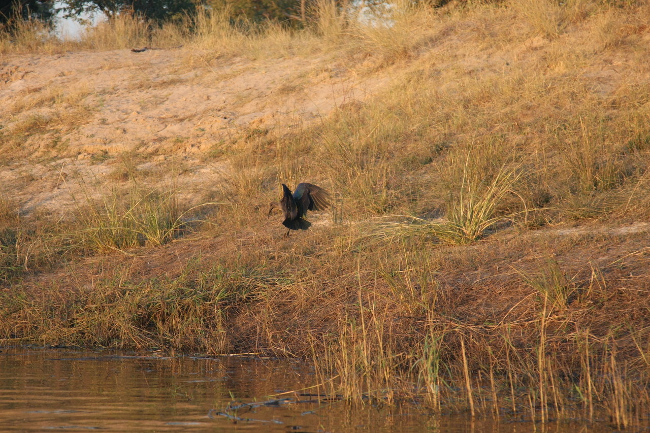 [28544] 2016_07_02_11_28_59_Africa_Canon_EOS_40D_IMG__04709.jpg