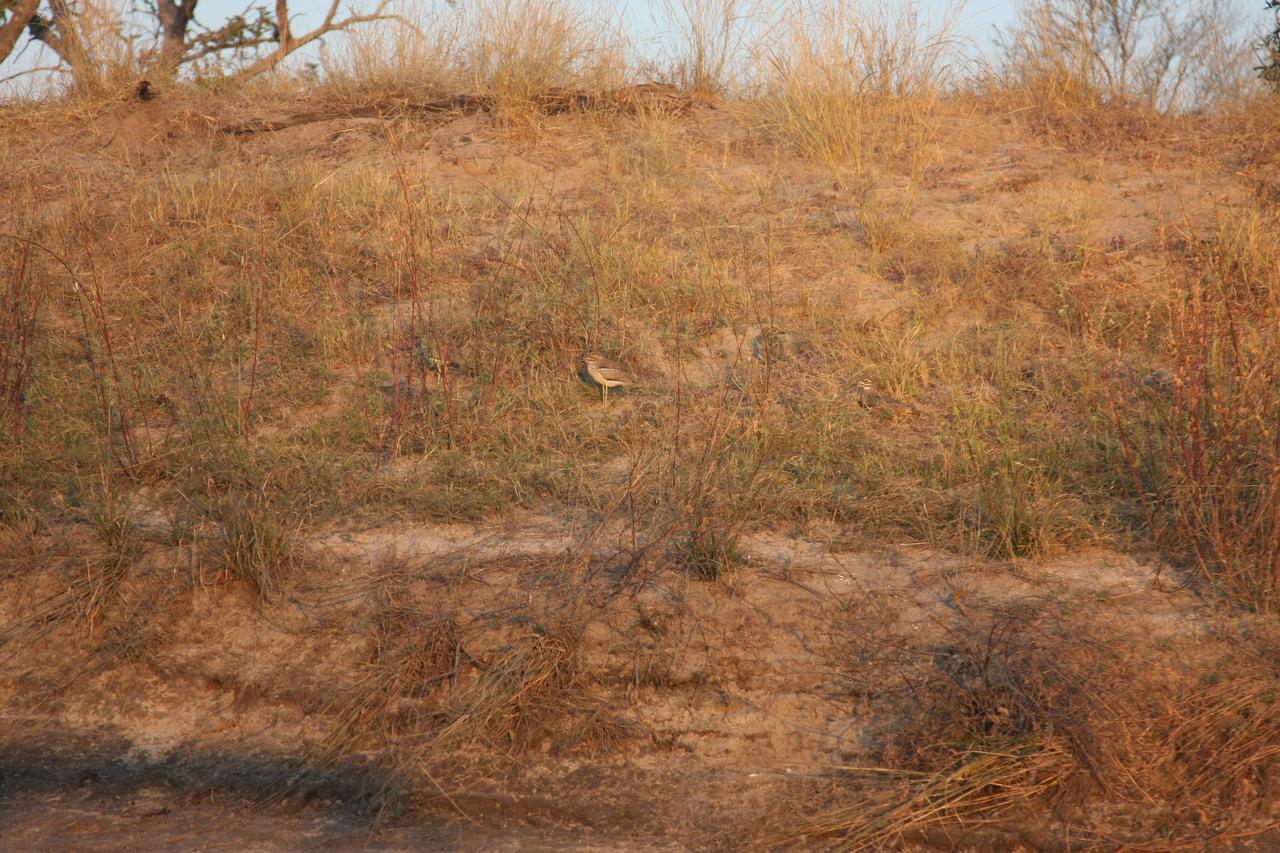 [28562] 2016_07_02_11_31_14_Africa_Canon_EOS_40D_IMG__12161.jpg