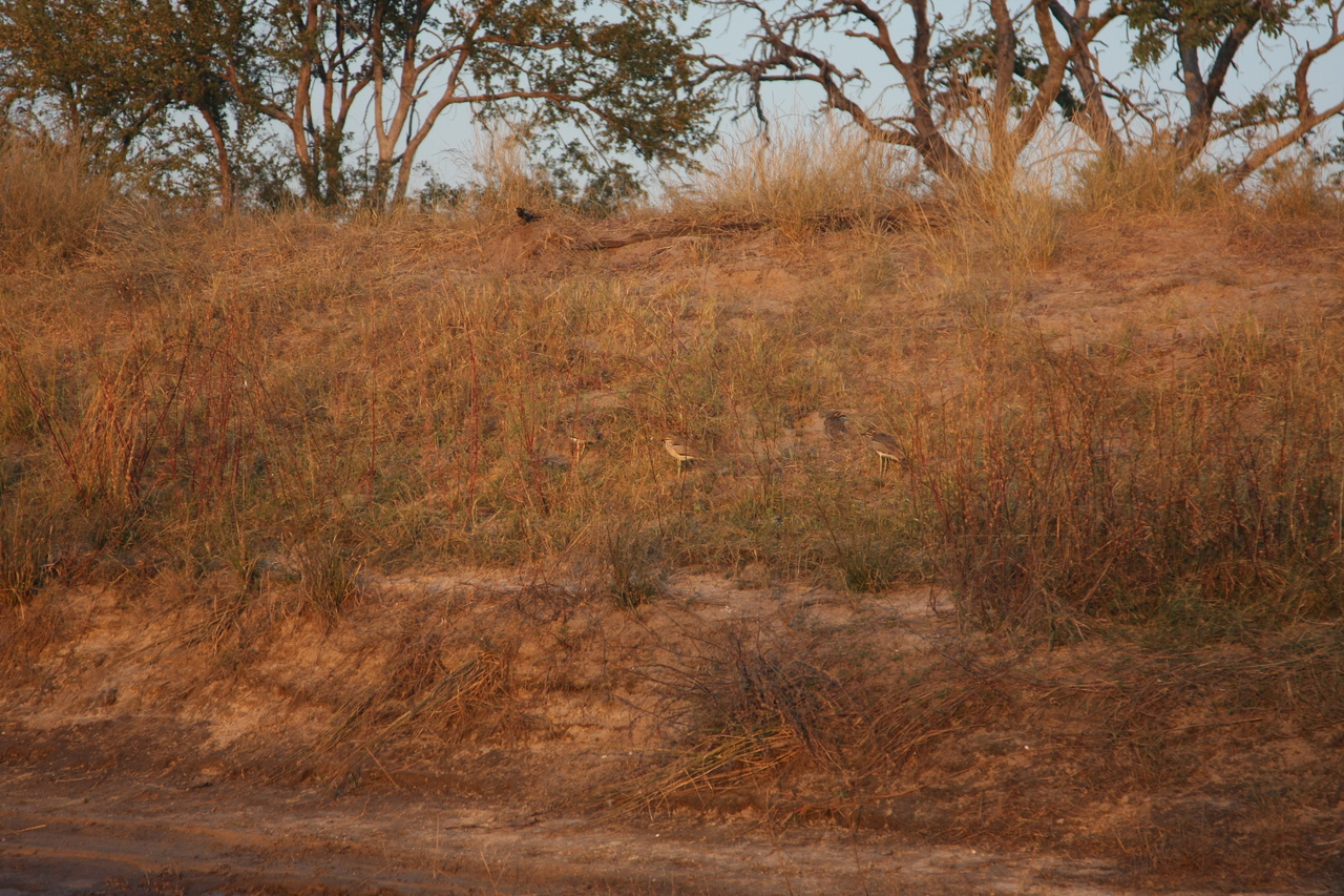 [28566] 2016_07_02_11_32_33_Africa_Canon_EOS_40D_IMG__04716.jpg