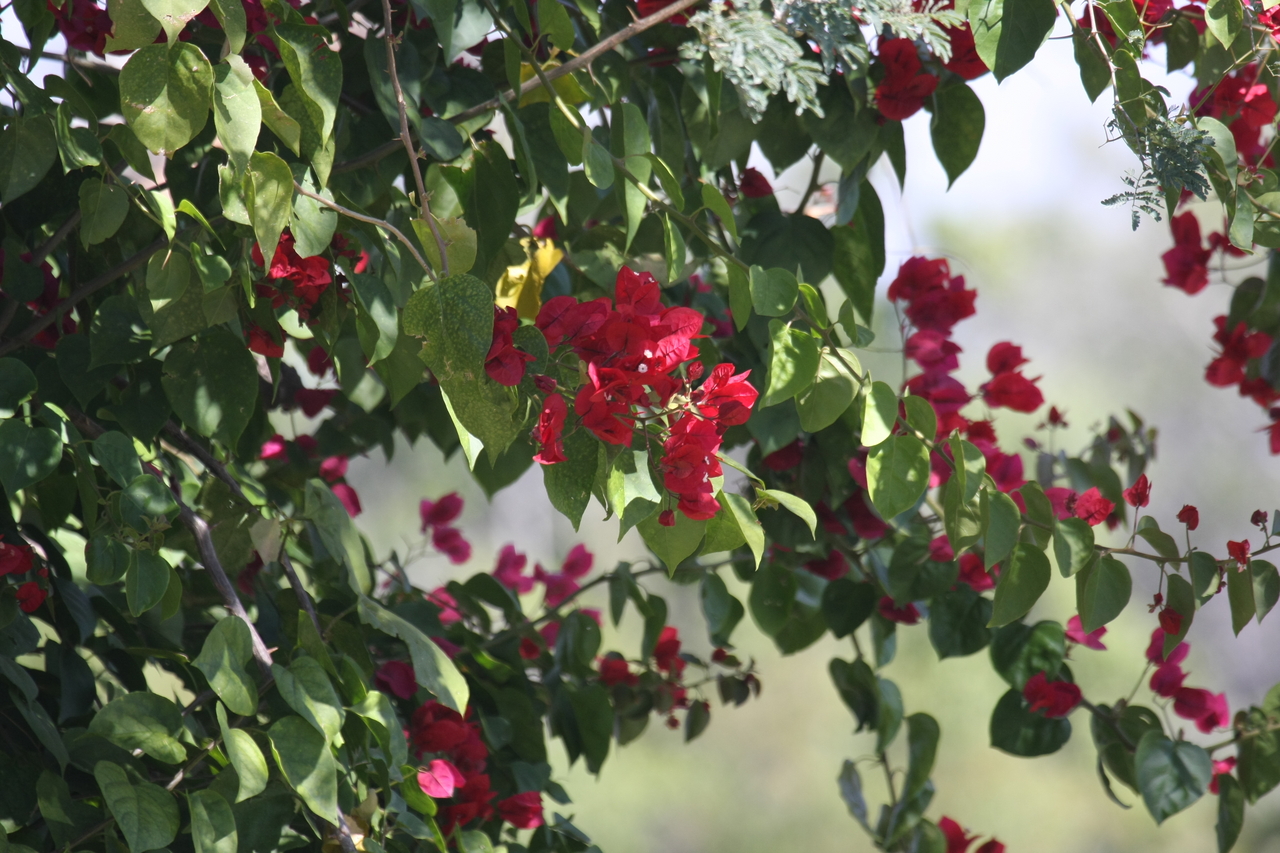 [32824] 2016_07_04_05_54_38_Africa_Canon_EOS_40D_IMG__00002.jpg