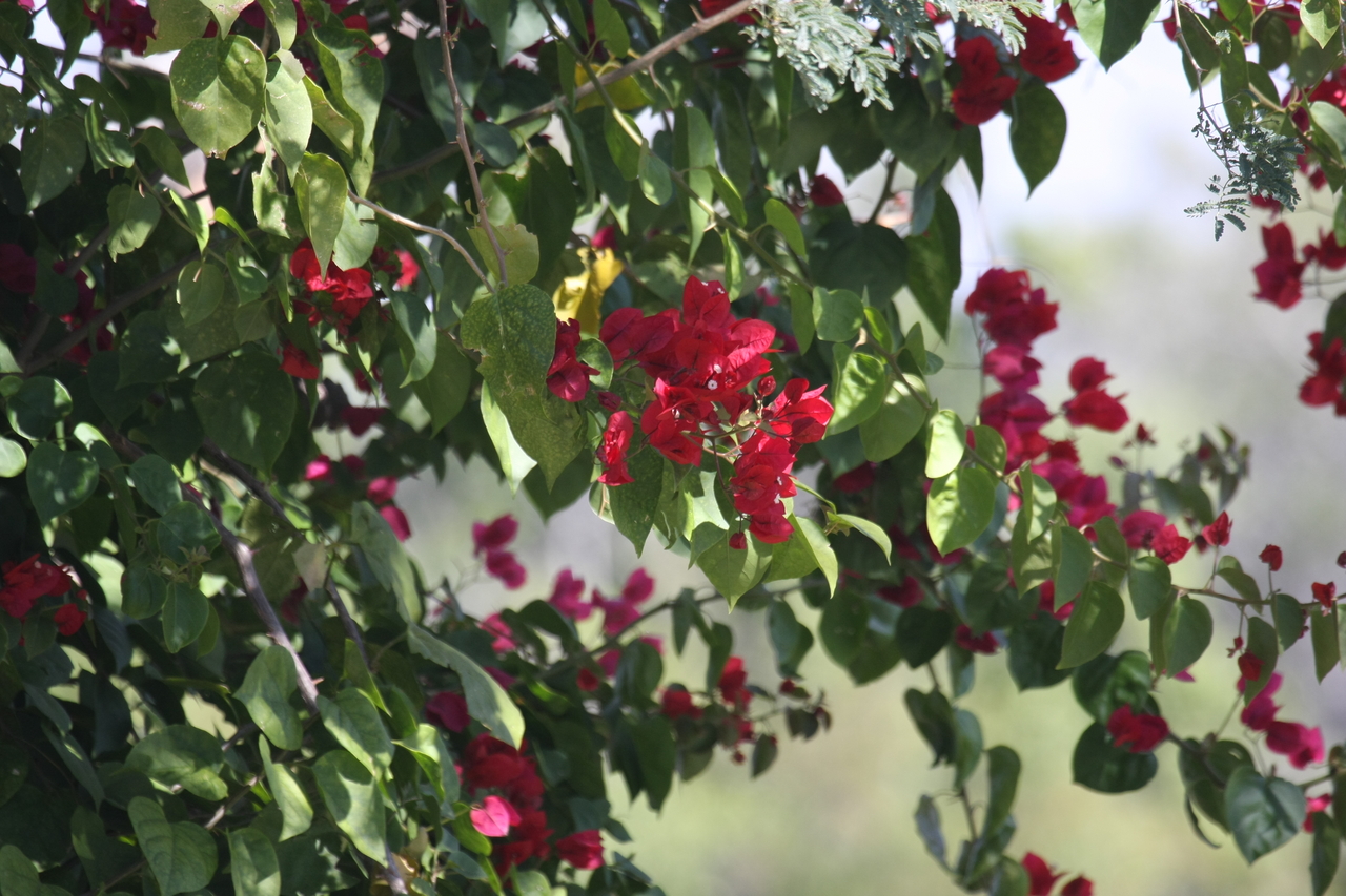 [32827] 2016_07_04_05_54_38_Africa_Canon_EOS_40D_IMG__13083.jpg