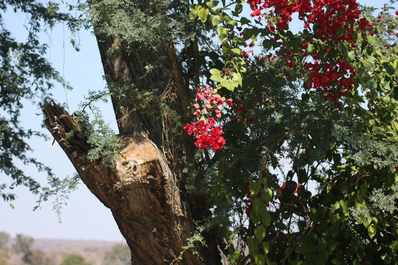 [32859] 2016_07_04_05_58_00_Africa_Canon_EOS_40D_IMG__05660.jpg