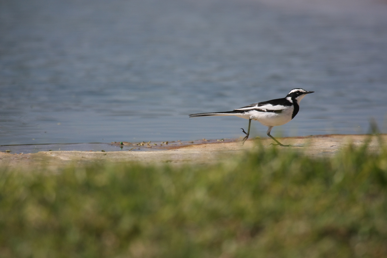 [32873] 2016_07_04_06_05_51_Africa_Canon_EOS_40D_IMG__13151.jpg