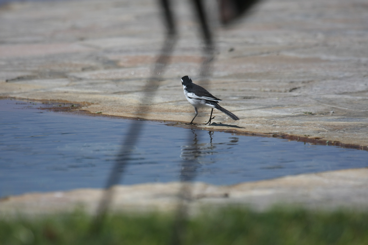 [32876] 2016_07_04_06_05_56_Africa_Canon_EOS_40D_IMG__00102.jpg