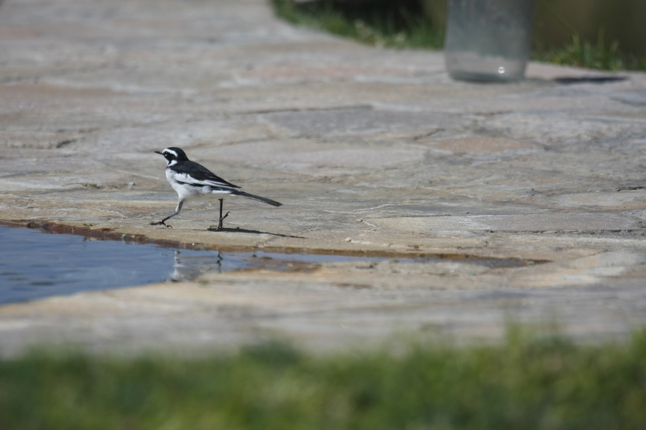 [32880] 2016_07_04_06_05_56_Africa_Canon_EOS_40D_IMG__13162.jpg