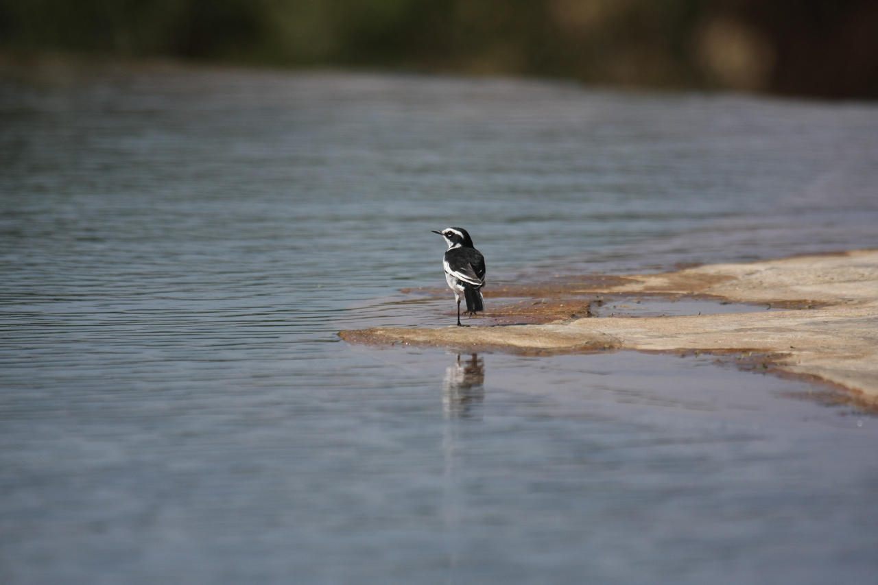 [32883] 2016_07_04_06_06_05_Africa_Canon_EOS_40D_IMG__00114.jpg