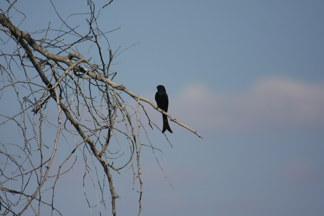 [33087] 2016_07_04_07_53_12_Africa_Canon_EOS_40D_IMG__00399.jpg