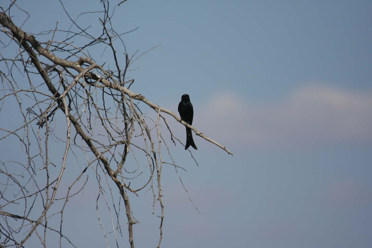 [33088] 2016_07_04_07_53_12_Africa_Canon_EOS_40D_IMG__00400.jpg