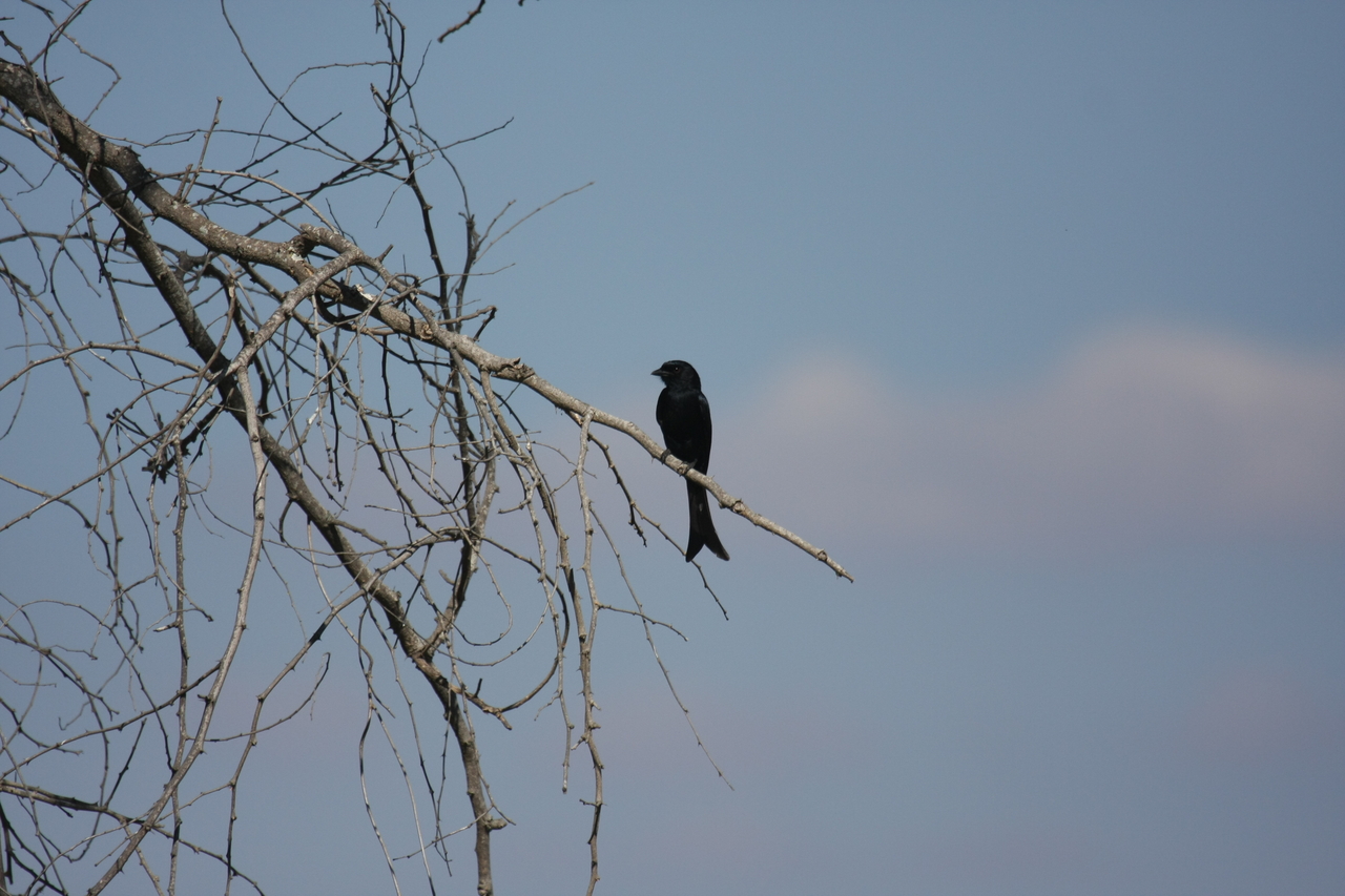 [33092] 2016_07_04_07_53_12_Africa_Canon_EOS_40D_IMG__13480.jpg