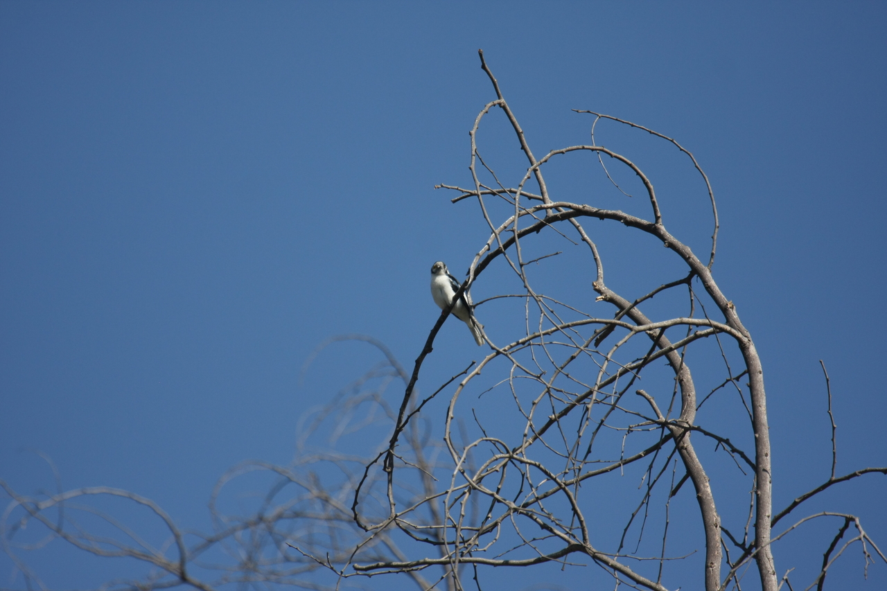 [33099] 2016_07_04_07_53_29_Africa_Canon_EOS_40D_IMG__13483.jpg