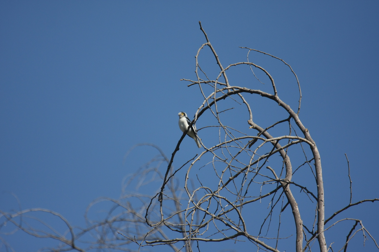 [33100] 2016_07_04_07_53_29_Africa_Canon_EOS_40D_IMG__13484.jpg