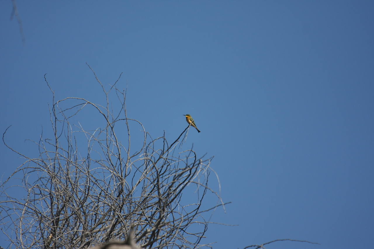 [33108] 2016_07_04_07_55_24_Africa_Canon_EOS_40D_IMG__13486.jpg