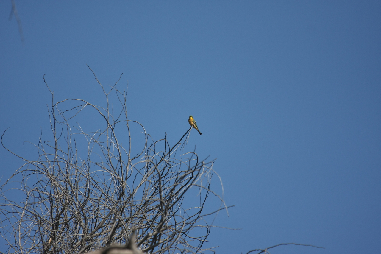 [33109] 2016_07_04_07_55_24_Africa_Canon_EOS_40D_IMG__13488.jpg