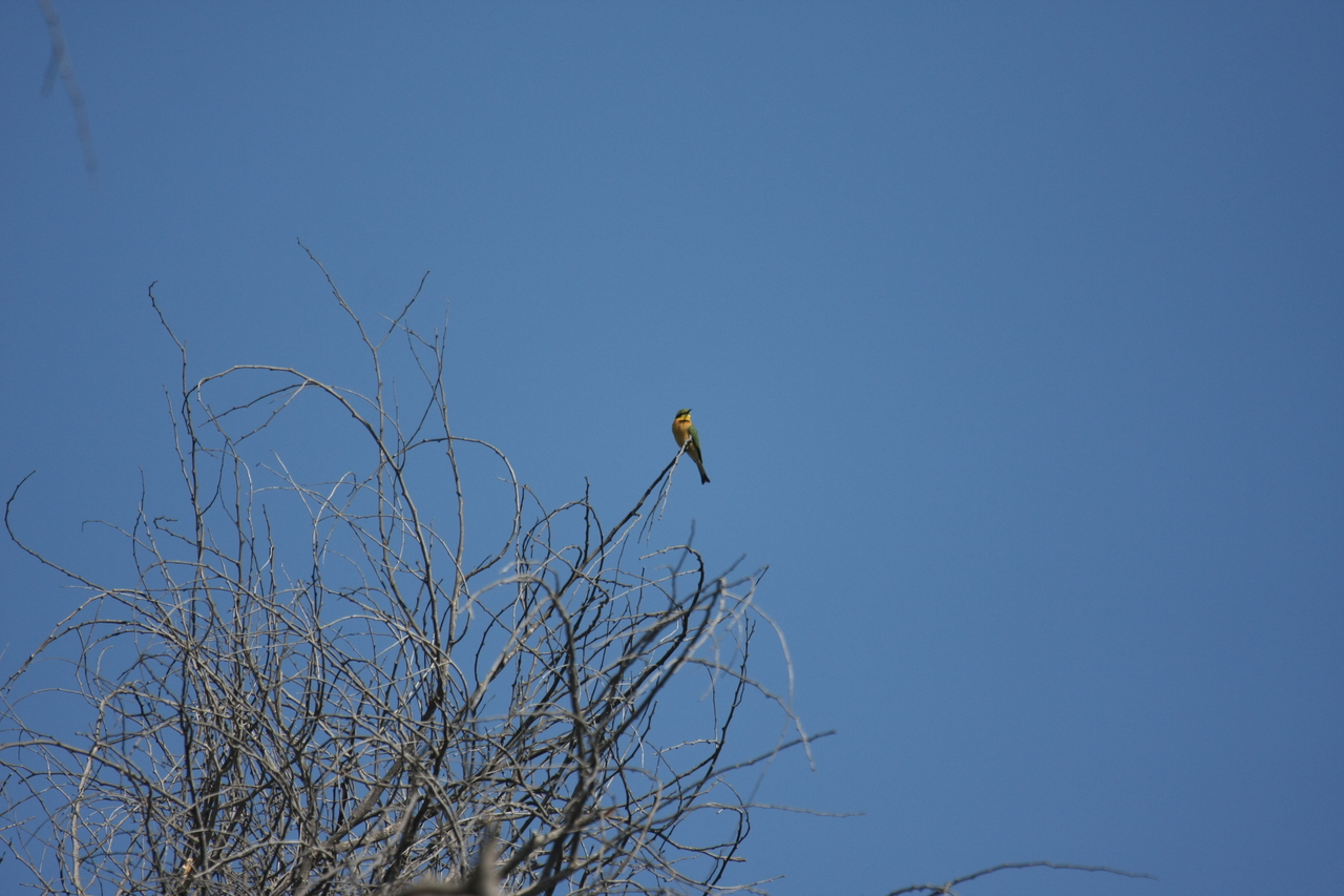 [33111] 2016_07_04_07_55_50_Africa_Canon_EOS_40D_IMG__00408.jpg