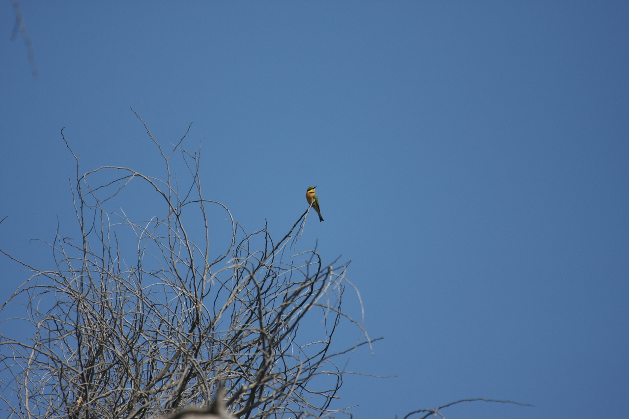 [33112] 2016_07_04_07_55_50_Africa_Canon_EOS_40D_IMG__00409.jpg