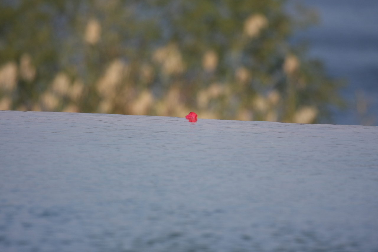 [33134] 2016_07_04_08_25_59_Africa_Canon_EOS_40D_IMG__13495.jpg