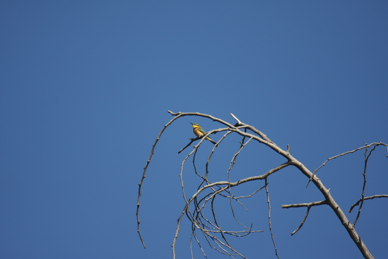 [33137] 2016_07_04_08_34_05_Africa_Canon_EOS_40D_IMG__13496.jpg